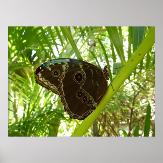Blue Morpho Butterfly Tropische Natuur Fotografie Poster (Voorkant)