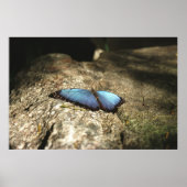Blue Morpho, Niagara Parks, Canada Poster (Voorkant)