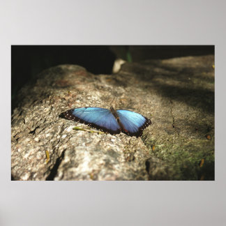 Blue Morpho, Niagara Parks, Canada Poster