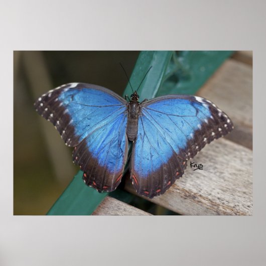 Blue Morpho Print (Voorkant)