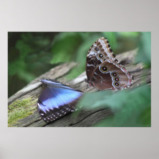 Blue Morphos Poster -36x24 - andere beschikbare fo