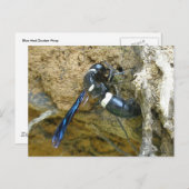 Blue Mud Dauber Wasp Briefkaart (Voorkant / Achterkant)