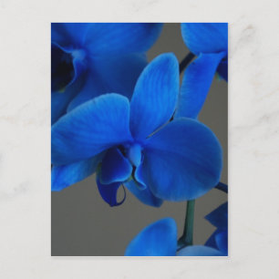 Blue Mystique Briefkaart