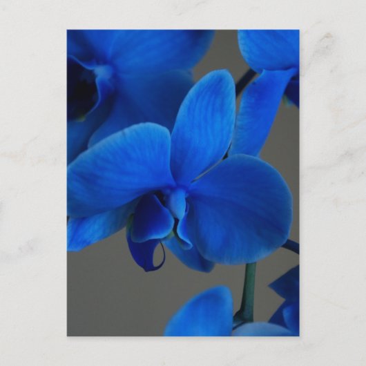 Blue Mystique Briefkaart (Voorkant)