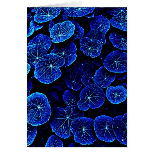 Blue Nasturtium leaves flower card (Devant)