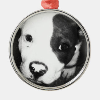 Blue Nose Pitbull Puppy Metalen Ornament