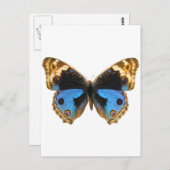 Blue Pansy Butterfly Briefkaart (Voorkant / Achterkant)