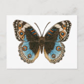 Blue Pansy Butterfly Briefkaart (Voorkant)