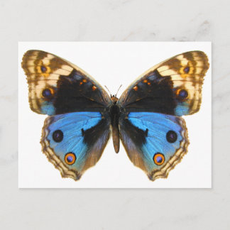 Blue Pansy Butterfly Briefkaart