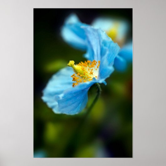 Blue Papaverposter Poster (Voorkant)
