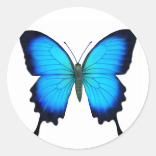 Blue Papilio Ulysses Butterfly Ronde Sticker
