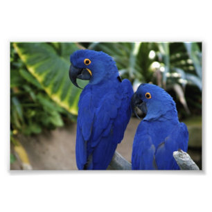 Blue Parrots foto Afdruk