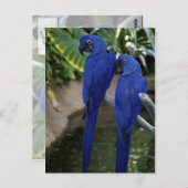 Blue Parrots Photo Briefkaart (Voorkant / Achterkant)