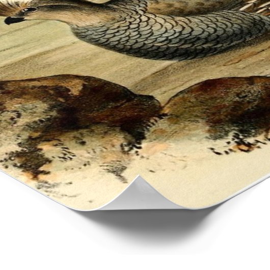 Blue Partridge Poster (Hoek)