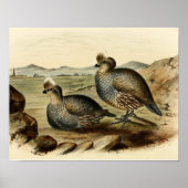 Blue Partridge Poster (Voorkant)