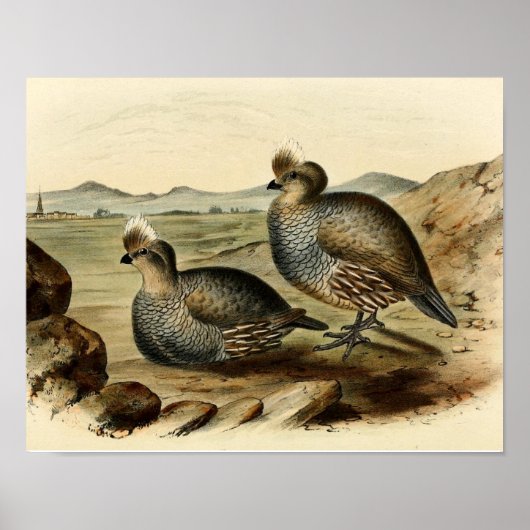 Blue Partridge Poster (Voorkant)