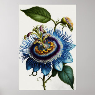Blue Passion Flower Art Print Poster
