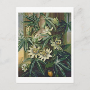 Blue Passion Flower for the 'Temple of Flora' by R Briefkaart