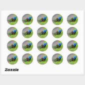 Blue Peacock #1 Stickers (Vel)