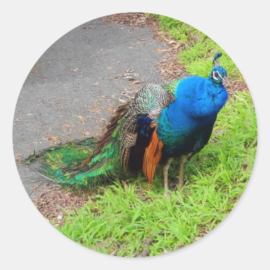 Blue Peacock #1 Stickers (Voorkant)