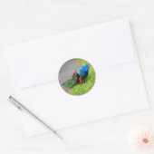 Blue Peacock #1 Stickers (Envelop)