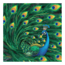 Blue Peacock Bird