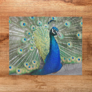Blue Peacock Fantail Feathers Foto Legpuzzel