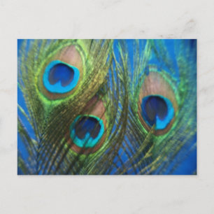 Blue Peacock Feathers Briefkaart