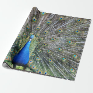 Blue Peacock Full Plumage Cadeaupapier
