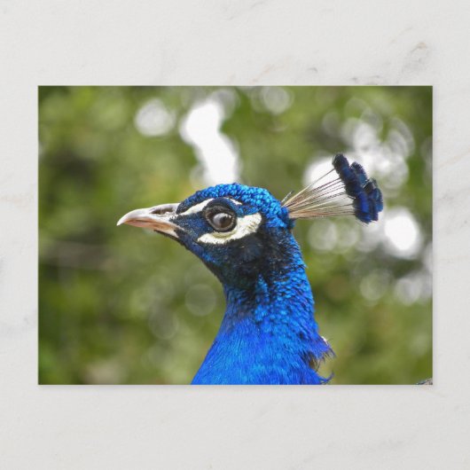 Blue Peacock Portret briefkaart (Voorkant)