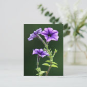 Blue Petunia Briefkaart (Staand voorkant)