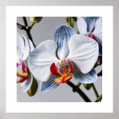 Blue Phalaenopsis Orchids Art Prints (Voorkant)