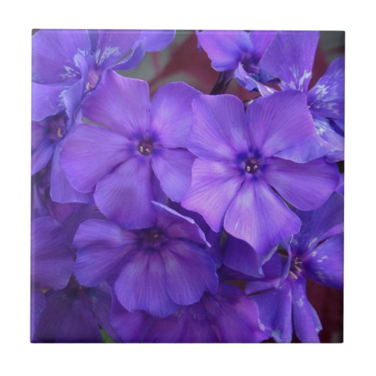 Blue Phlox Flowers Tile Tegeltje (Voorkant)