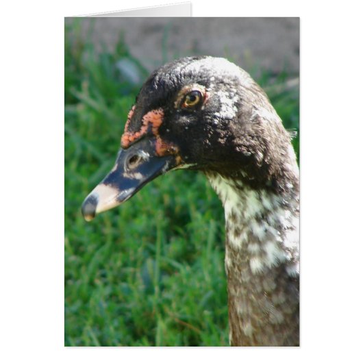 Blue Pied Muscovy Drake (Voorkant)