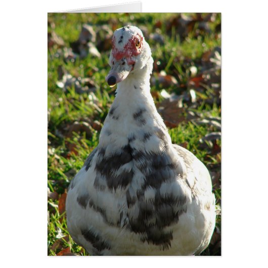 Blue Pied Muscovy Hen (Voorkant)
