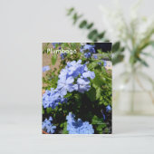 Blue Plumbago Flowers Briefkaart (Staand voorkant)