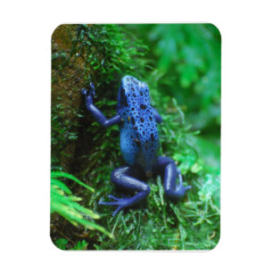 Blue Poison Arrow Frog Magneet