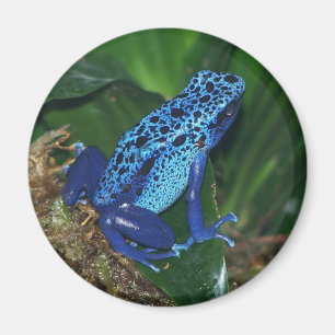 Blue Poison Arrow Frog Portrait Magneet