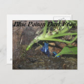 Blue Poison Dart Frog # 2 Briefkaart (Voorkant / Achterkant)