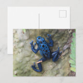 Blue Poison Dart Frog Briefkaart (Voorkant / Achterkant)