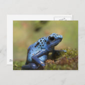 Blue Poison Dart Frog Briefkaart (Voorkant / Achterkant)