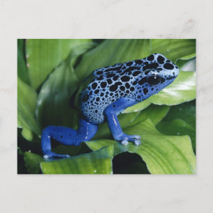 Blue Poison Dart Frog Briefkaart