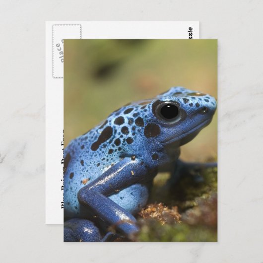 Blue Poison Dart Frog Briefkaart (Voorkant / Achterkant)