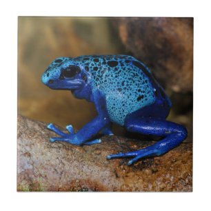 Blue Poison Dart Frog Dendrobates Azureus Tegeltje