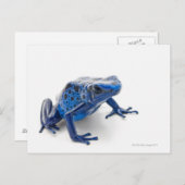 Blue Poison Dart Frog (Dendrobates Tinctorius) Briefkaart (Voorkant / Achterkant)