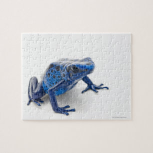Blue Poison Dart Frog (Dendrobates Tinctorius) Legpuzzel