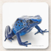 Blue Poison Dart Frog (Dendrobates Tinctorius) Onderzetter (Voorkant)