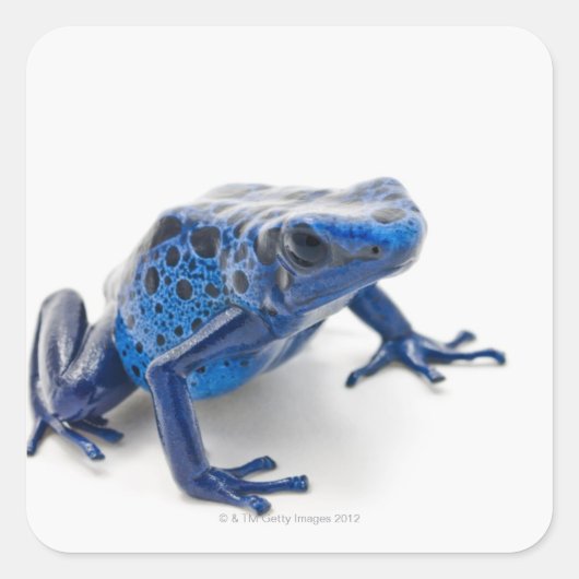 Blue Poison Dart Frog (Dendrobates Tinctorius) Vierkante Sticker (Voorkant)
