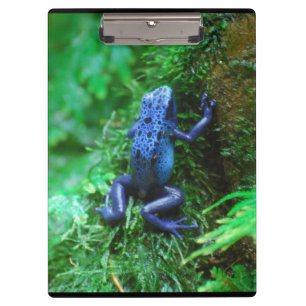 Blue Poison Dart Frog Klembord