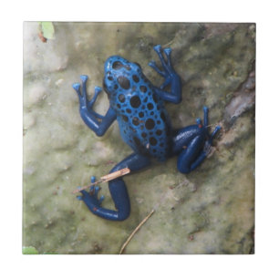 Blue Poison Dart Frog Tegeltje